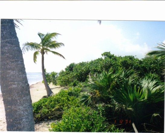 Guadalupe Area, north of Xcalak - for sale (547x442)